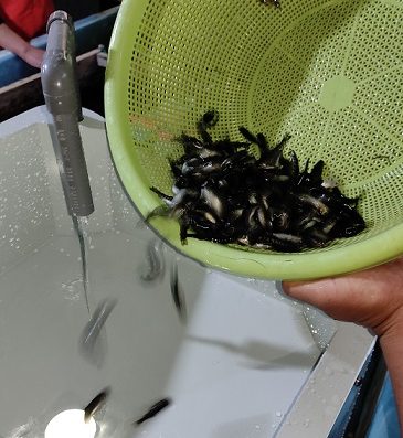 Contador de alevinos y juveniles | Modelo 2